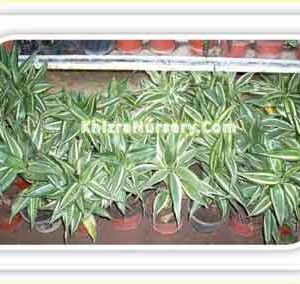 Dracaena Fragrans Green Stripe