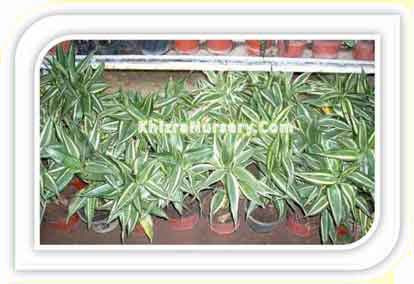 Dracaena Fragrans Green Stripe