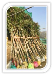 Foxtail Palm Trees For Sale Wodyetia bifurcata
