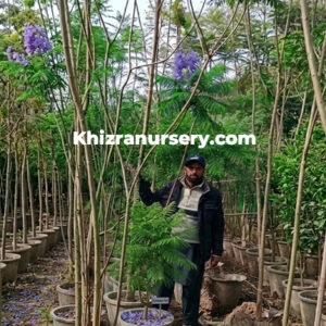 Jacaranda Mimosifolia Trees For Sale 3-4Meter Tall