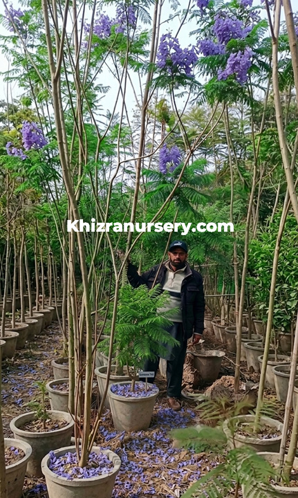 Jacaranda Mimosifolia Trees For Sale 3-4Meter Tall