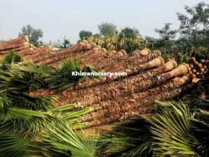 Washingtonia palm trees for sale