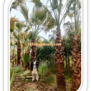Washingtonia Robusta Palm Trees For Sale