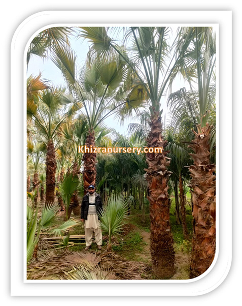 Washingtonia Robusta Palm Trees For Sale