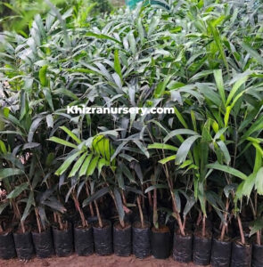 Wodyetia Bifurcata Foxtail Palm Seedlings