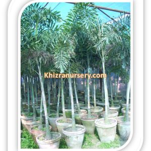 Wodyetia Bifurcata Foxtail Palm Trees