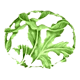 Khizra Nursery logo