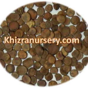 Bauhinia variegata Seeds