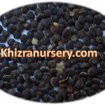 Acacia Nilotica Seeds