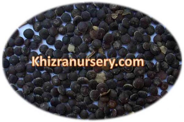 Acacia Nilotica Seeds