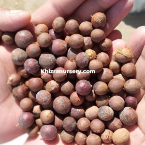 Nannorrhops ritchiana mazari palm seeds