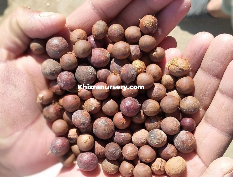Nannorrhops ritchiana mazari palm seeds