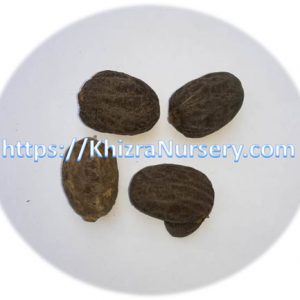 Bismarckia Nobilis Seeds