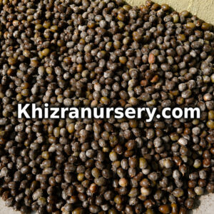 Bismarckia Nobilis Seeds For Sale
