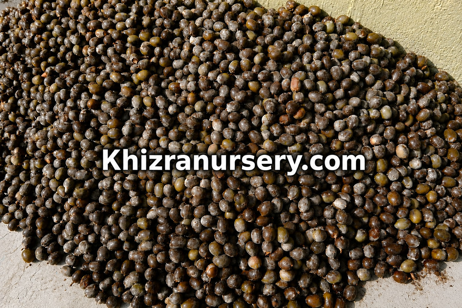 Bismarckia Nobilis Seeds For Sale