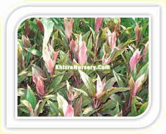 Cordyline Fruticosa Prince Albert