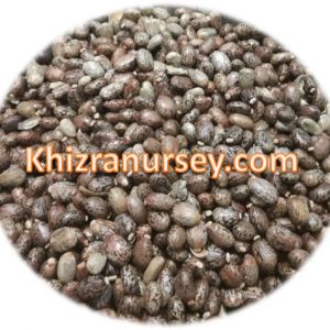 ricinus communis castor seeds