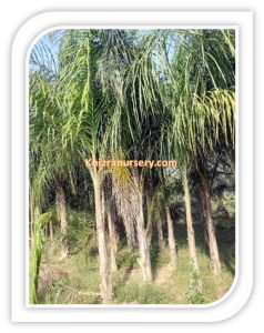 Queen Palm For Sale