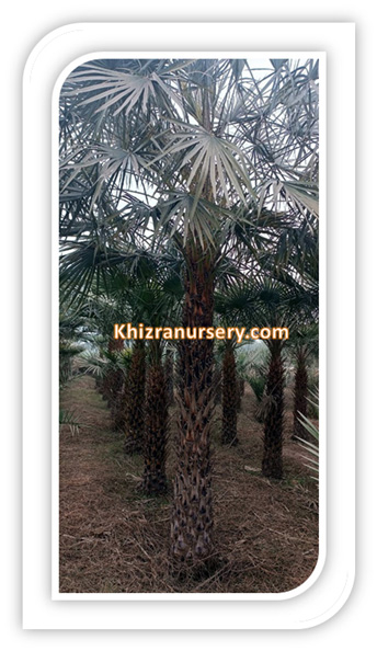 Copernicia Prunifera Palm Trees