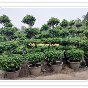 Ficus Microcarpa Trees For Sale