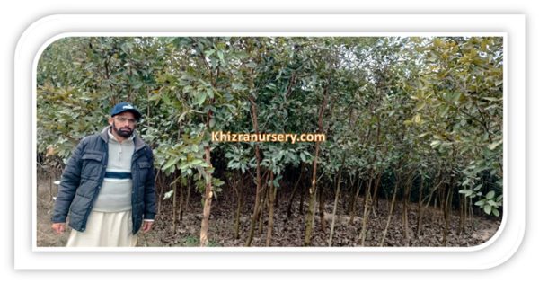 Ficus Virens Pilkhan Trees For Sale