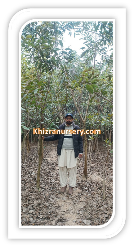 Pongamia Pinnata Trees For Sale