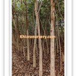 Terminalia Arjuna Trees For Sale