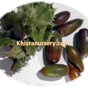 Quercus Baloot Seeds