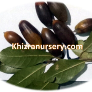 Quercus incana Seeds