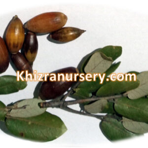 Quercus semecarpifolia seeds