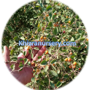 Ziziphus Nummularia Seeds