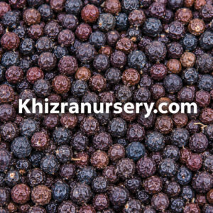 Juniperus Communis Seeds For Sale