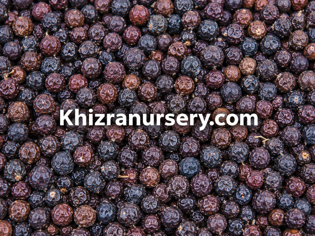 Juniperus Communis Seeds For Sale