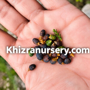 Juniperus excelsa seeds for sale