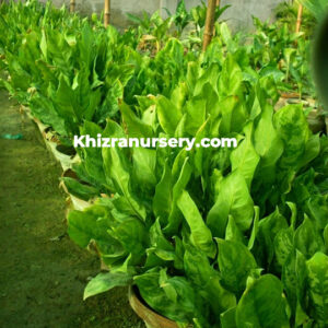 Aglaonema Malay Lady plant for sale