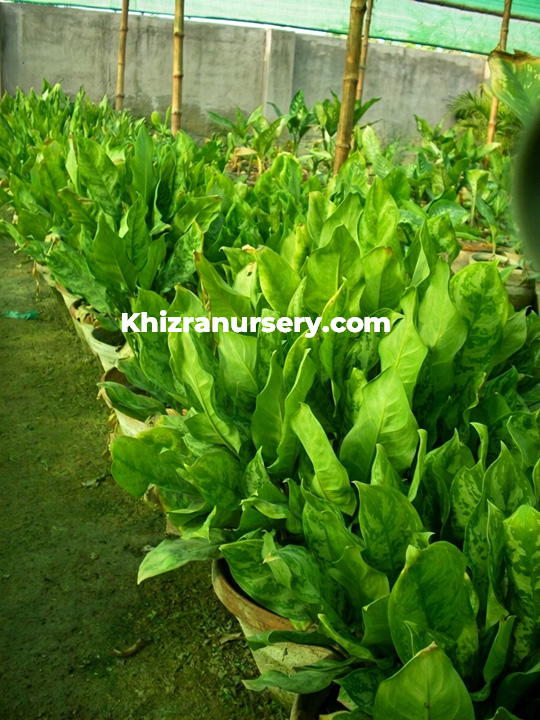 Aglaonema Malay Lady plant for sale