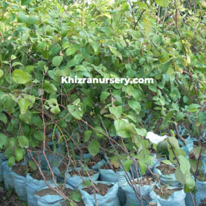 Ber Ziziphus mauritian plants for sale