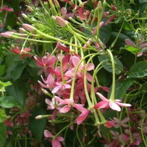 Quisqualis indica rangoon creeper for sale