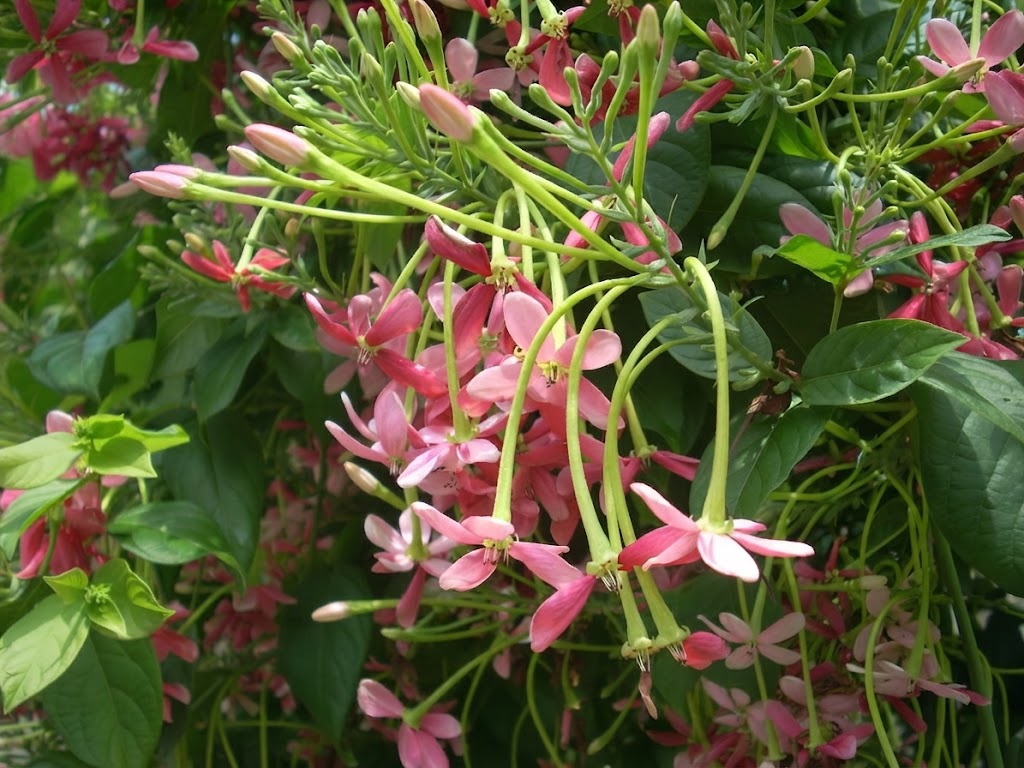 Quisqualis indica rangoon creeper for sale
