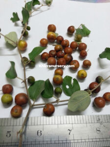 Ziziphus nummularia wild jujube seeds