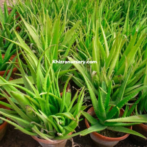 Aloe Vera Plant For Sale