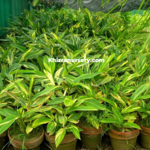 Alpinia zerumbet plants