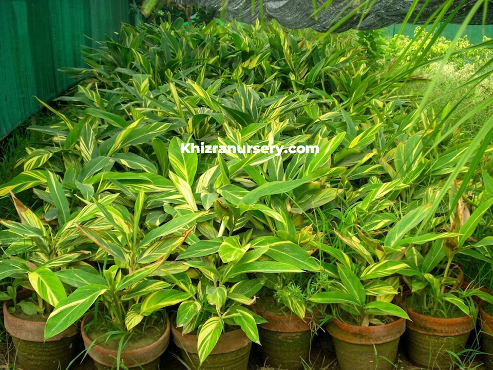 Alpinia zerumbet plants