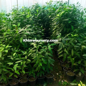 Avacado Trees