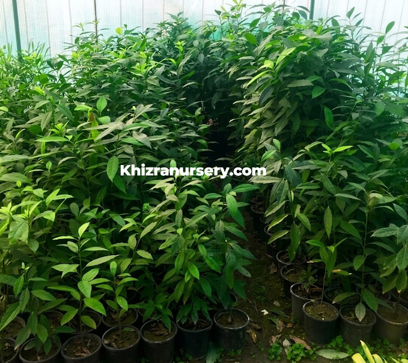 Avacado Trees