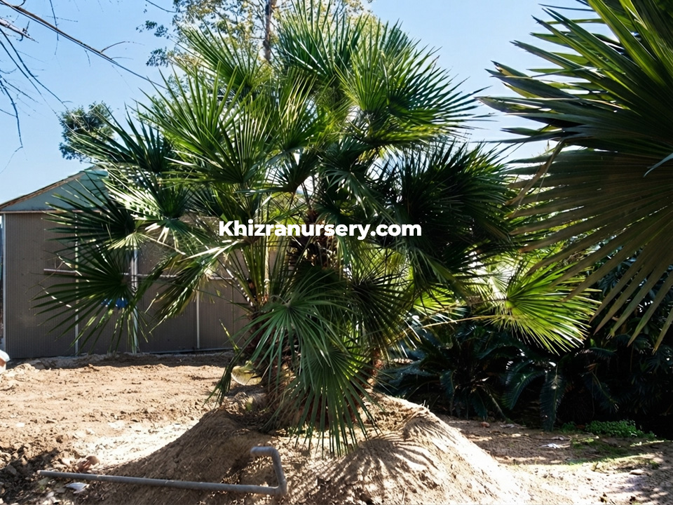 Chamaerops palm trees