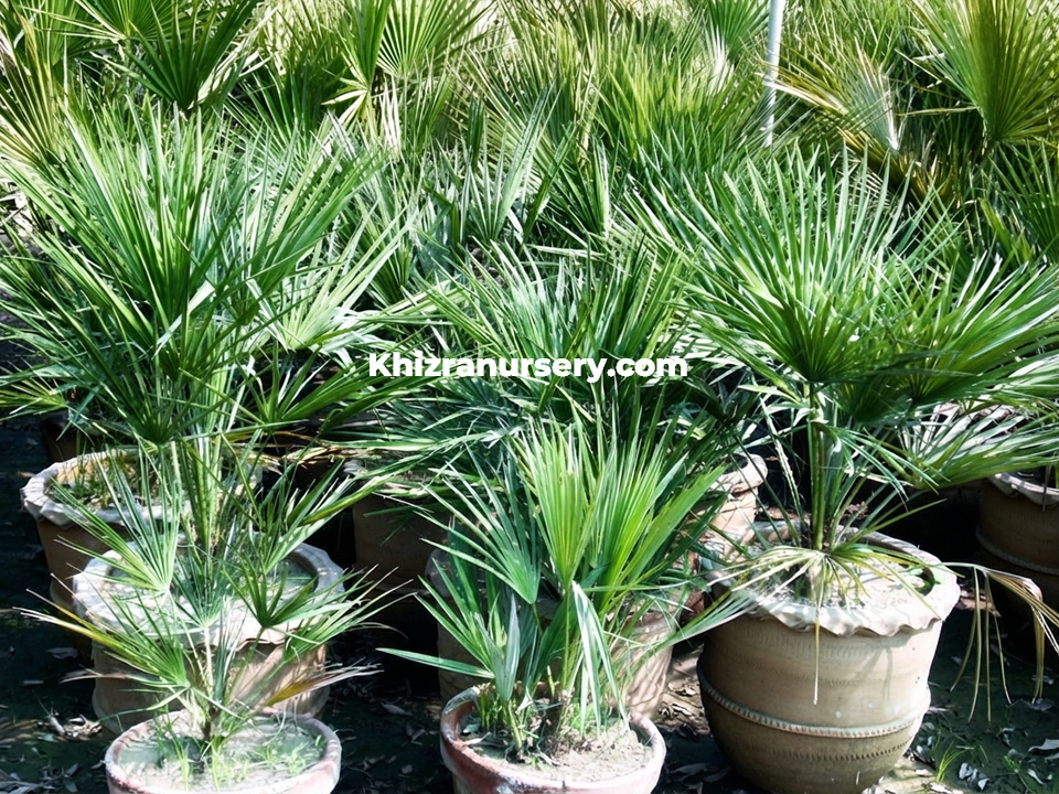 Chamaerops palms in pots