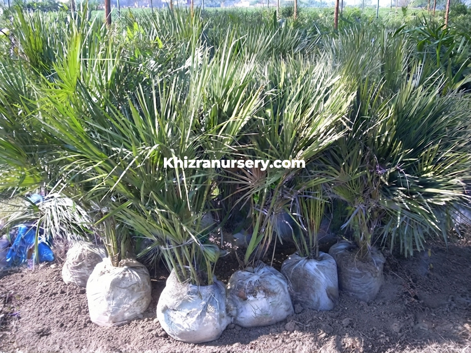 Chamaerops palms in rootballs