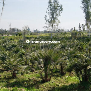 Chamaerops palms wholesale nursery growers