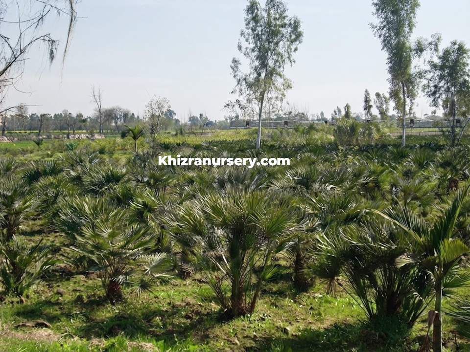 Chamaerops palms wholesale nursery growers